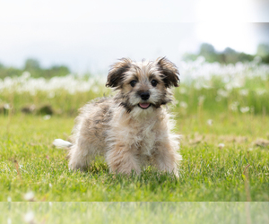 Maltese-Miniature Australian Shepherd Mix Puppy for sale in MENTONE, IN, USA