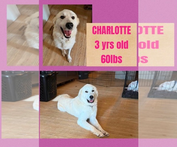 Medium Photo #1 Great Pyrenees-Unknown Mix Puppy For Sale in Woodbury, NY, USA