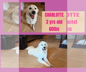 Great Pyrenees-Unknown Mix Dogs for adoption in Woodbury, NY, USA