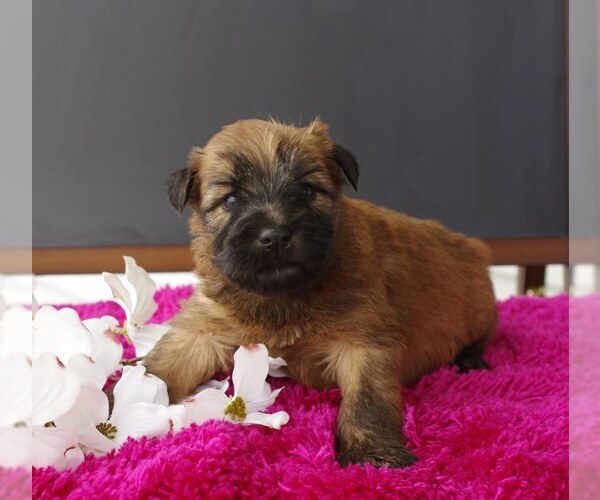 Medium Photo #1 Soft Coated Wheaten Terrier Puppy For Sale in BROOK PARK, PA, USA