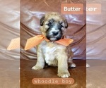 Puppy 5 Whoodle