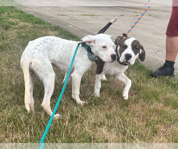 Medium Photo #22 Boxer-Unknown Mix Puppy For Sale in Germantown, OH, USA
