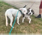 Small #21 Boxer Mix
