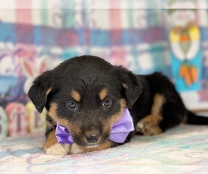 Border Collie-Unknown Mix Puppy for sale in LANCASTER, PA, USA