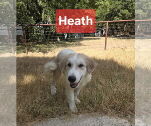 Great Pyrenees Dogs for adoption in Spring, TX, USA