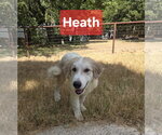 Heath - Male Great Pyrenees Dog for Adoption - Small photo