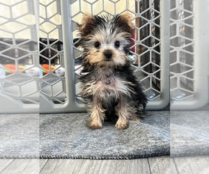 Yorkshire Terrier Puppy for Sale in MARTINSVILLE, Indiana USA