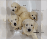 Small Photo #3 Goldendoodle Puppy For Sale in BROOMFIELD, CO, USA