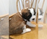 Small Photo #3 Saint Bernard Puppy For Sale in PEQUOT LAKES, MN, USA