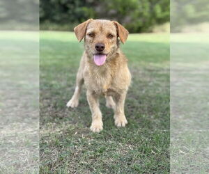 Mutt Dogs for adoption in PIPE CREEK, TX, USA