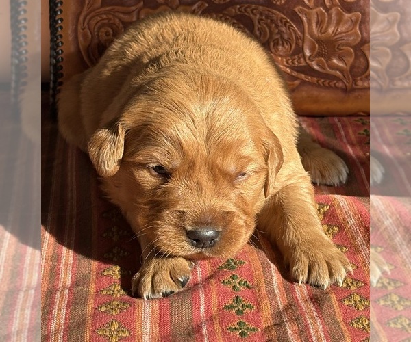 Medium Photo #1 Golden Retriever Puppy For Sale in MEAD, OK, USA
