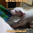 Small #231 Dogo Argentino