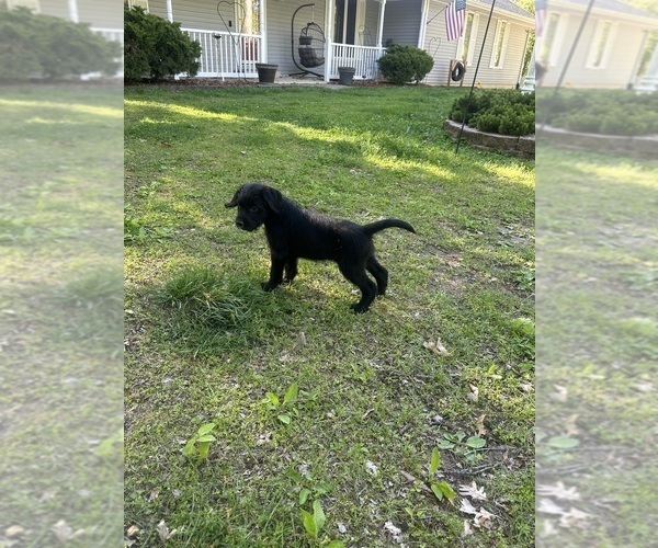 Medium Photo #34 Labradoodle Puppy For Sale in KIRKSVILLE, MO, USA