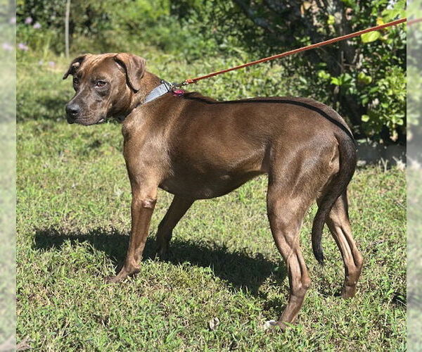 Medium Photo #3 Chocolate Labrador retriever-Unknown Mix Puppy For Sale in Newfoundland, PA, USA