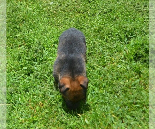 Medium Photo #8 German Shepherd Dog Puppy For Sale in POWDER SPRINGS, GA, USA