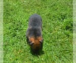 Small #2 German Shepherd Dog
