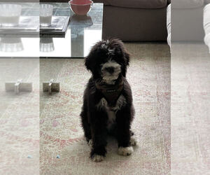 Bernedoodle Puppy for sale in WASHINGTON, DC, USA
