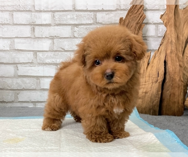 View Ad Poodle (Toy) Puppy for Sale near California, LOS ANGELES, USA