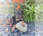 Small Photo #11 Doberman Pinscher Puppy For Sale in JACKSON CENTER, OH, USA