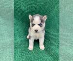 Small Photo #10 Siberian Husky Puppy For Sale in INMAN, SC, USA