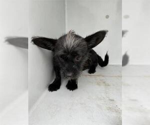 Miniature Schnauzer-Unknown Mix Dogs for adoption in Houston, TX, USA