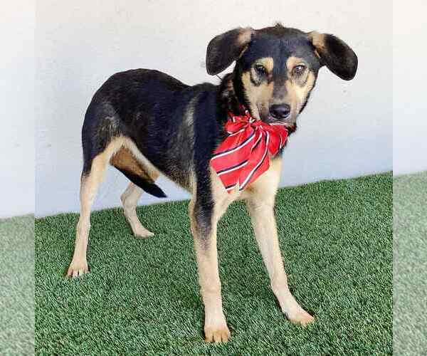 Medium Photo #2 German Shepherd Dog-Unknown Mix Puppy For Sale in San Diego, CA, USA