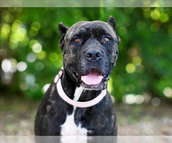 Medium Photo #2 Presa Canario-Unknown Mix Puppy For Sale in Tavares, FL, USA