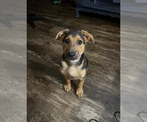 Medium Photo #1 German Shepherd Dog-Unknown Mix Puppy For Sale in SHERBURNE, NY, USA