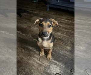 German Shepherd Dog-Unknown Mix Dogs for adoption in SHERBURNE, NY, USA