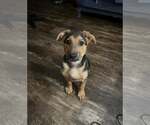 Small German Shepherd Dog Mix