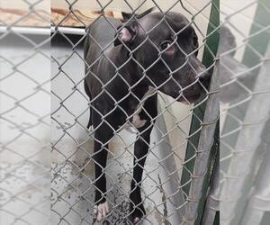 Mutt Dogs for adoption in Anchorage, AK, USA