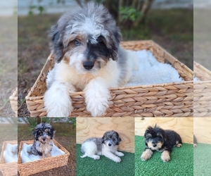 Aussiedoodle Puppy for sale in PALM BAY, FL, USA