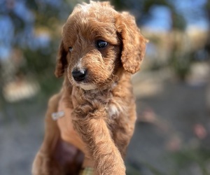 Goldendoodle (Miniature) Puppy for sale in MENIFEE, CA, USA
