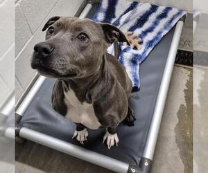 American Pit Bull Terrier-Labrador Retriever Mix Dogs for adoption in Jackson, CA, USA