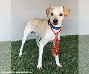 Marty - Male Whipbeagle Dog for Adoption - Photo #2