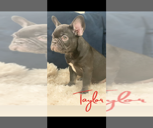 French Bulldog Puppy for sale in CHICAGO, IL, USA