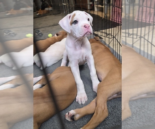 Medium Photo #4 Boxer Puppy For Sale in BROOKSVILLE, FL, USA