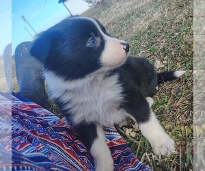 Medium Border Collie