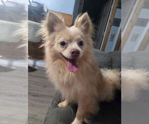 Pomeranian-Unknown Mix Dogs for adoption in Aurora, IN, USA
