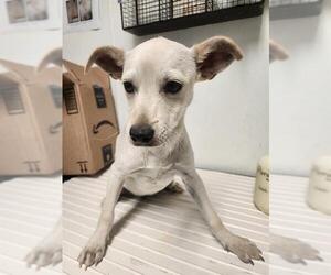 Chihuahua Dogs for adoption in Bakersfield, CA, USA