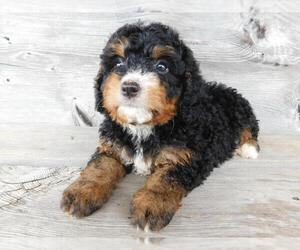 Miniature Bernedoodle Puppy for sale in MILLERSBURG, OH, USA