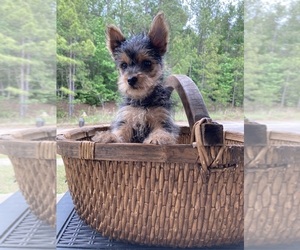 Yorkshire Terrier Puppy for sale in MACON, GA, USA