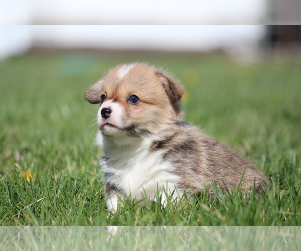 Medium Photo #3 Pembroke Welsh Corgi Puppy For Sale in FORT MADISON, IA, USA