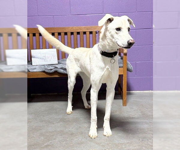 Medium Photo #2 Labrador Retriever-Unknown Mix Puppy For Sale in Genesee, WI, USA