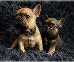 Small Photo #12 French Bulldog Puppy For Sale in REDMOND, WA, USA