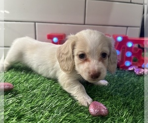 Dachshund Puppy for sale in JASPER, GA, USA