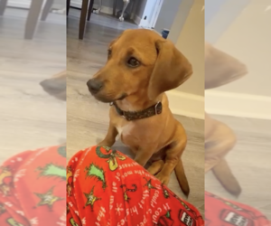 Cosmos - the tan one - Male Dachsador Dog for Adoption - Photo #6