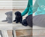 Small Photo #3 Labrador Retriever Puppy For Sale in EMERSON, NE, USA