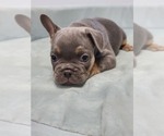 Small Photo #3 French Bulldog Puppy For Sale in EDMOND, OK, USA
