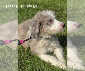 Miniature Australian Shepherd Puppy for sale in WADENA, MN, USA